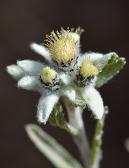 Leontopodium ochroleucum