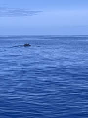 Globicephala