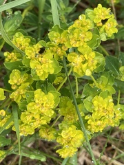 Euphorbia verrucosa