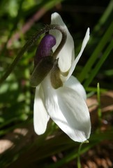 Viola odorata