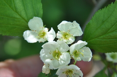 Crataegus chrysocarpa phoeniceoides