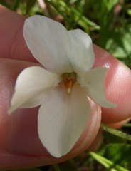Viola odorata