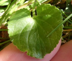 Viola odorata