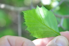 Crataegus chrysocarpa phoeniceoides