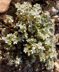 Arenaria arcuatociliata