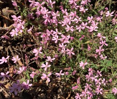 Saponaria