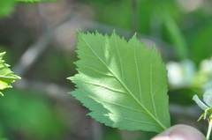 Crataegus chrysocarpa phoeniceoides