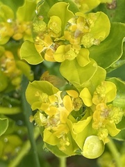 Euphorbia verrucosa