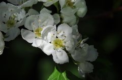 Crataegus chrysocarpa phoeniceoides
