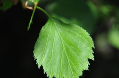 Crataegus chrysocarpa phoeniceoides