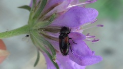 Divales bipustulatus