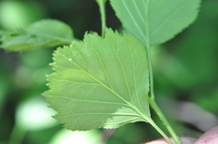 Crataegus chrysocarpa phoeniceoides