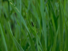 Theophilea subcylindricollis