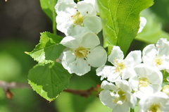 Crataegus chrysocarpa phoeniceoides