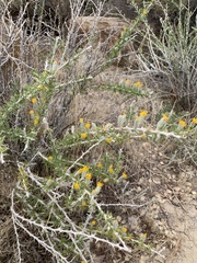 Tetradymia spinosa