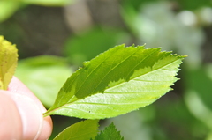 Crataegus chrysocarpa phoeniceoides