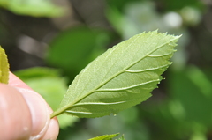Crataegus chrysocarpa phoeniceoides