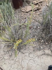 Tetradymia spinosa