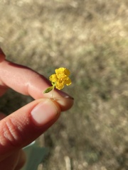 Erythranthe montioides