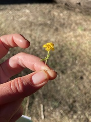 Erythranthe montioides