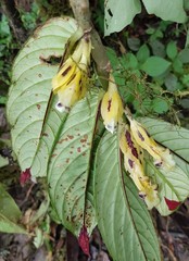 Columnea picta