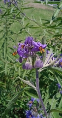 Solanum lanceolatum