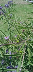 Solanum lanceolatum