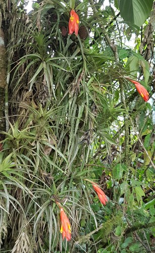 Guzmania angustifolia (Guzmania angustifolia)