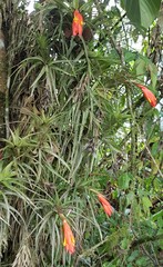 Guzmania angustifolia