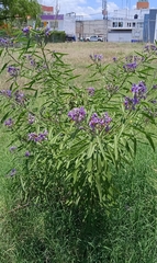 Solanum lanceolatum