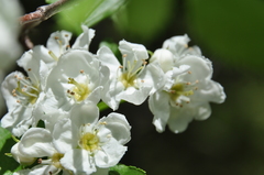 Crataegus chrysocarpa phoeniceoides