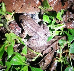 Leptodactylus ventrimaculatus