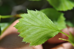 Crataegus chrysocarpa phoeniceoides