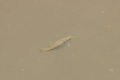 Notemigonus crysoleucas