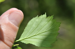 Crataegus chrysocarpa phoeniceoides