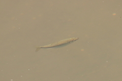 Notemigonus crysoleucas