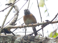 Pheugopedius rutilus