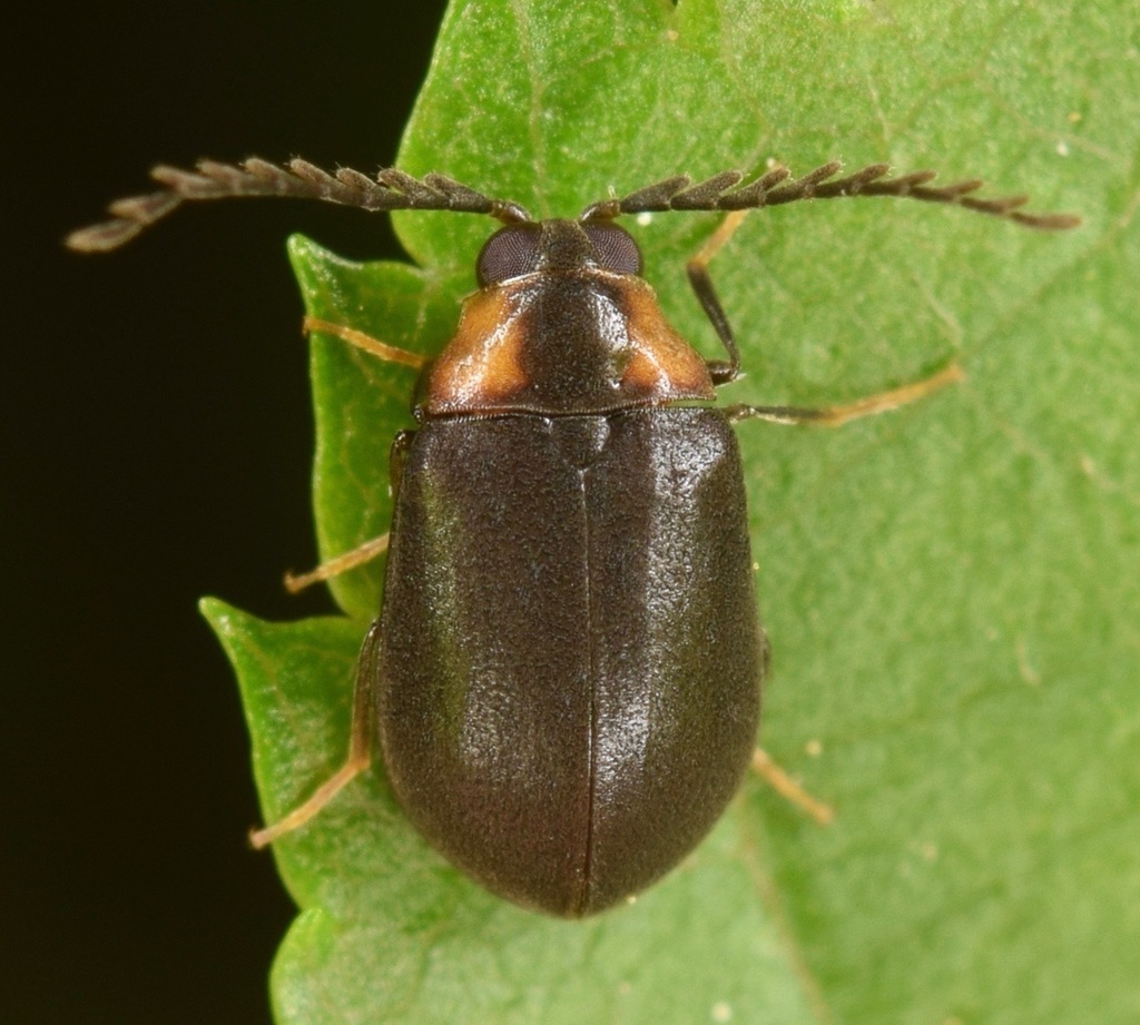 Ectopria nervosa