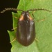 Ectopria nervosa - Photo (c) skitterbug, vissa rättigheter förbehållna (CC BY), uppladdad av skitterbug