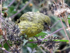 Crithagra citrinelloides