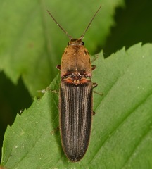 Limonius auripilis