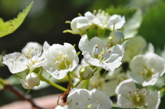 Crataegus chrysocarpa phoeniceoides