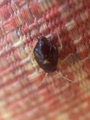 Hemiptera