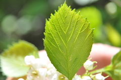 Crataegus chrysocarpa phoeniceoides