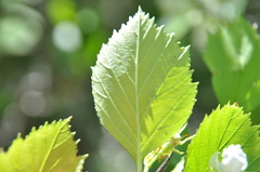 Crataegus chrysocarpa phoeniceoides