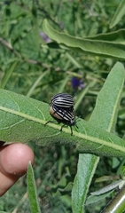 Leptinotarsa undecimlineata