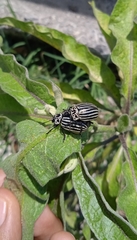 Leptinotarsa undecimlineata