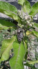 Leptinotarsa undecimlineata