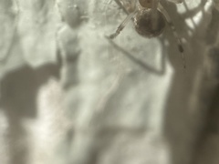 Parasteatoda