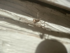 Parasteatoda